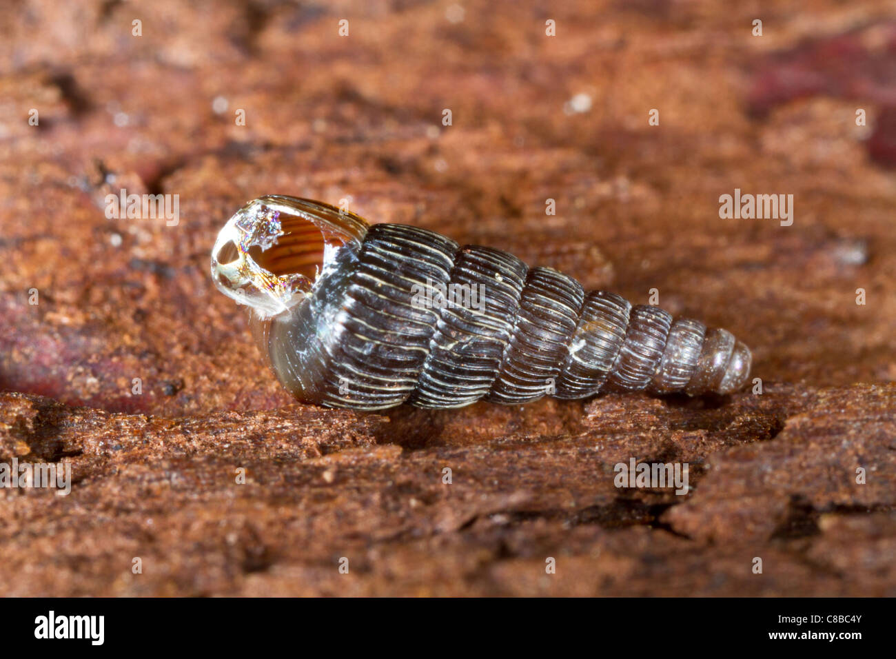 details of juvenil of Clausilia dubia - Door snail in natural habitat Stock Photo