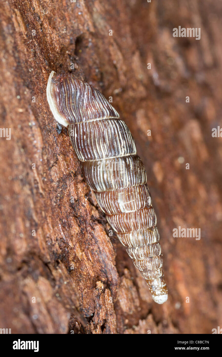 Clausilia dubia - Door snail in natural habitat Stock Photo