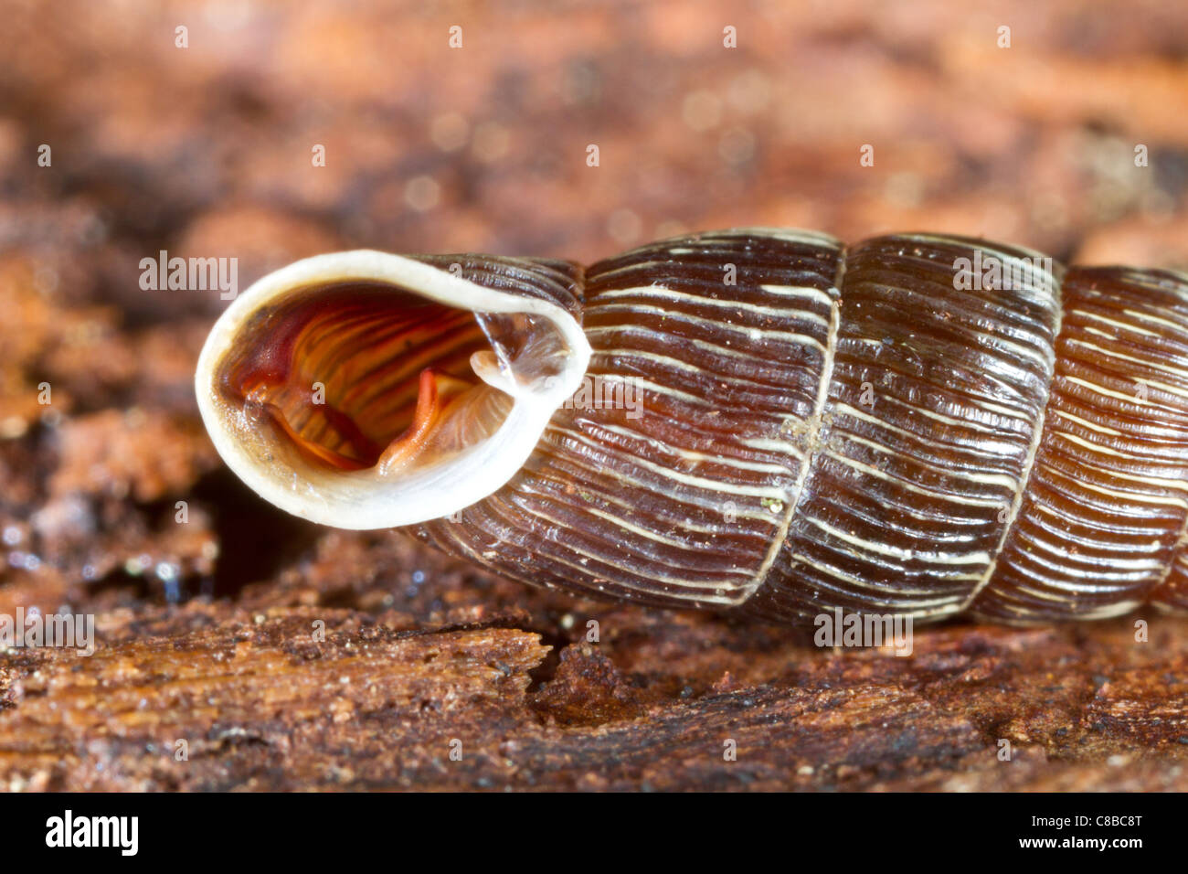 detail of Clausilia dubia - Door snail in natural habitat Stock Photo