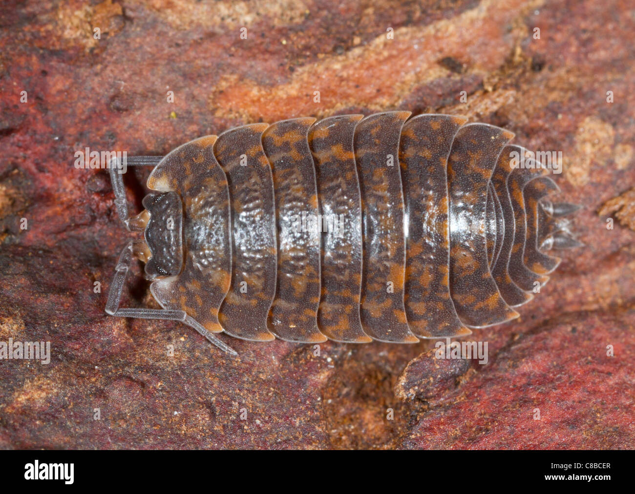 A Brown Spotted Woodlouse photohraphed in nature Stock Photo