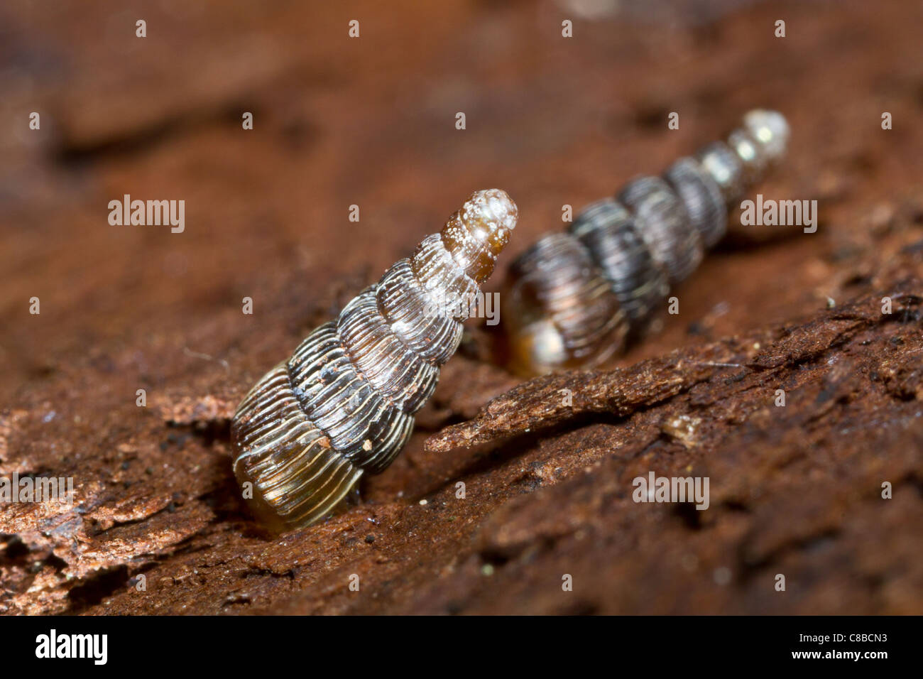 juvenils of Clausilia dubia - Door snail in natural habitat Stock Photo