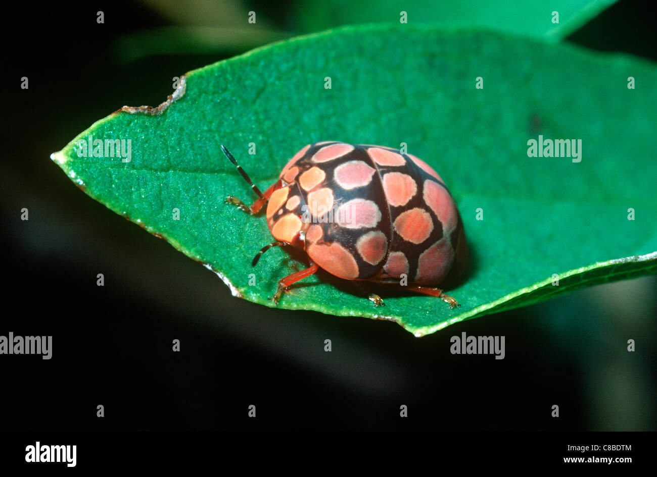A shield-backed bug/ladybird bug (Steganocerus multipunctatus), a warningly coloured, polychromic species, South Africa. Stock Photo
