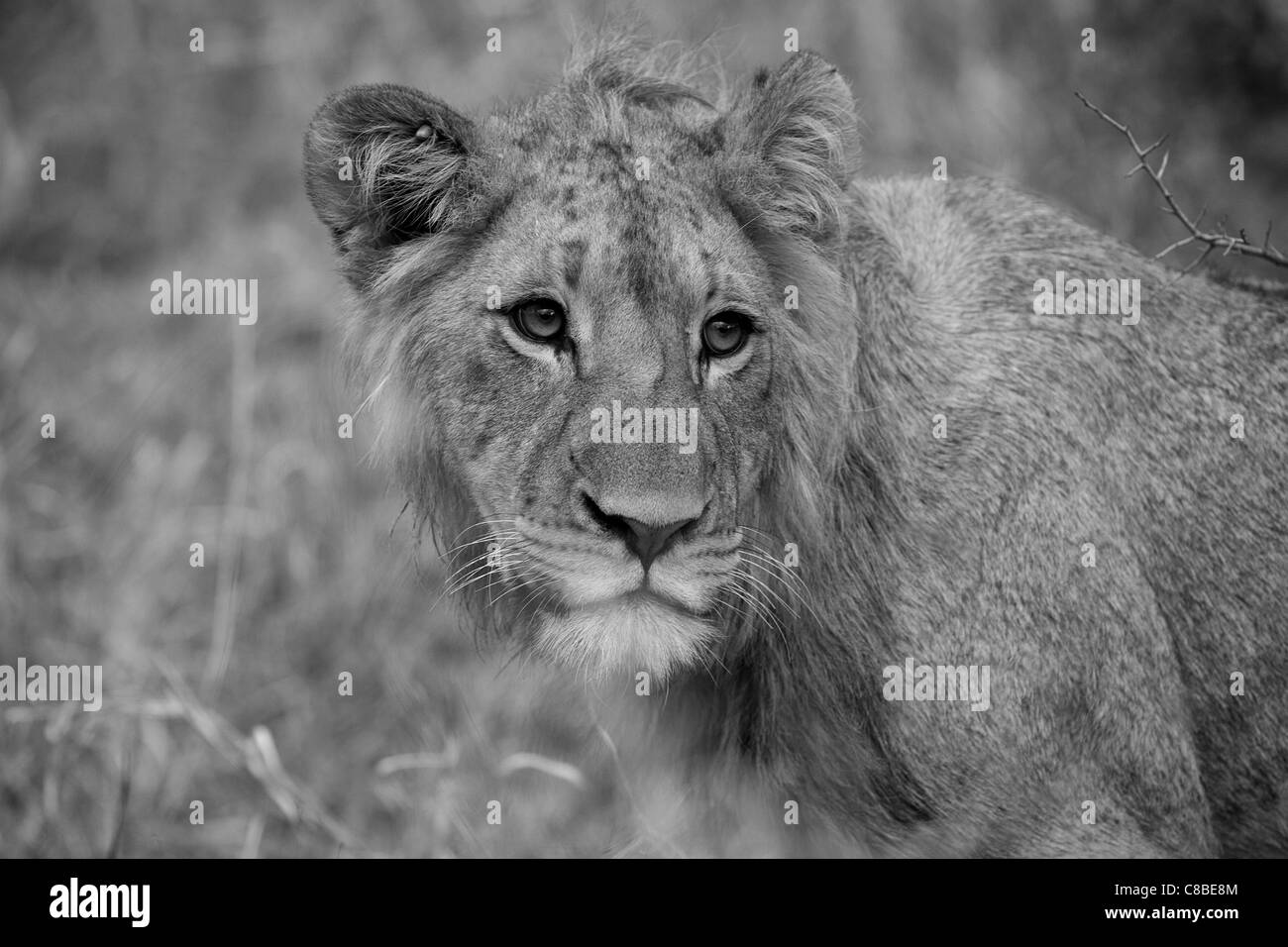 Portrait Of A White Lion High Resolution Stock Photography and Images ...