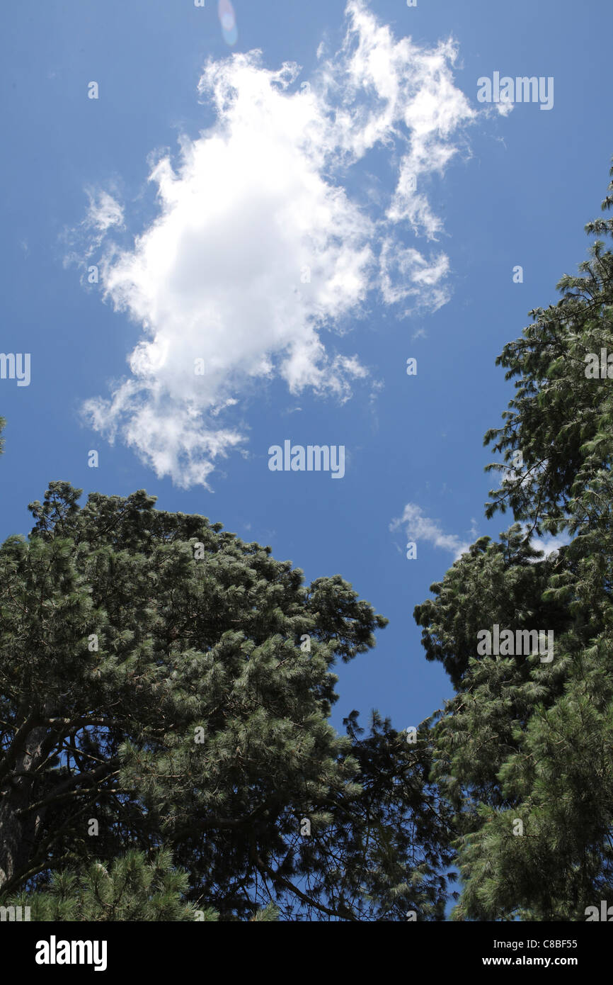 Abstract image of fluffy white cloud, the cloud, beautiful blue sky and tree tops, UK Stock Photo