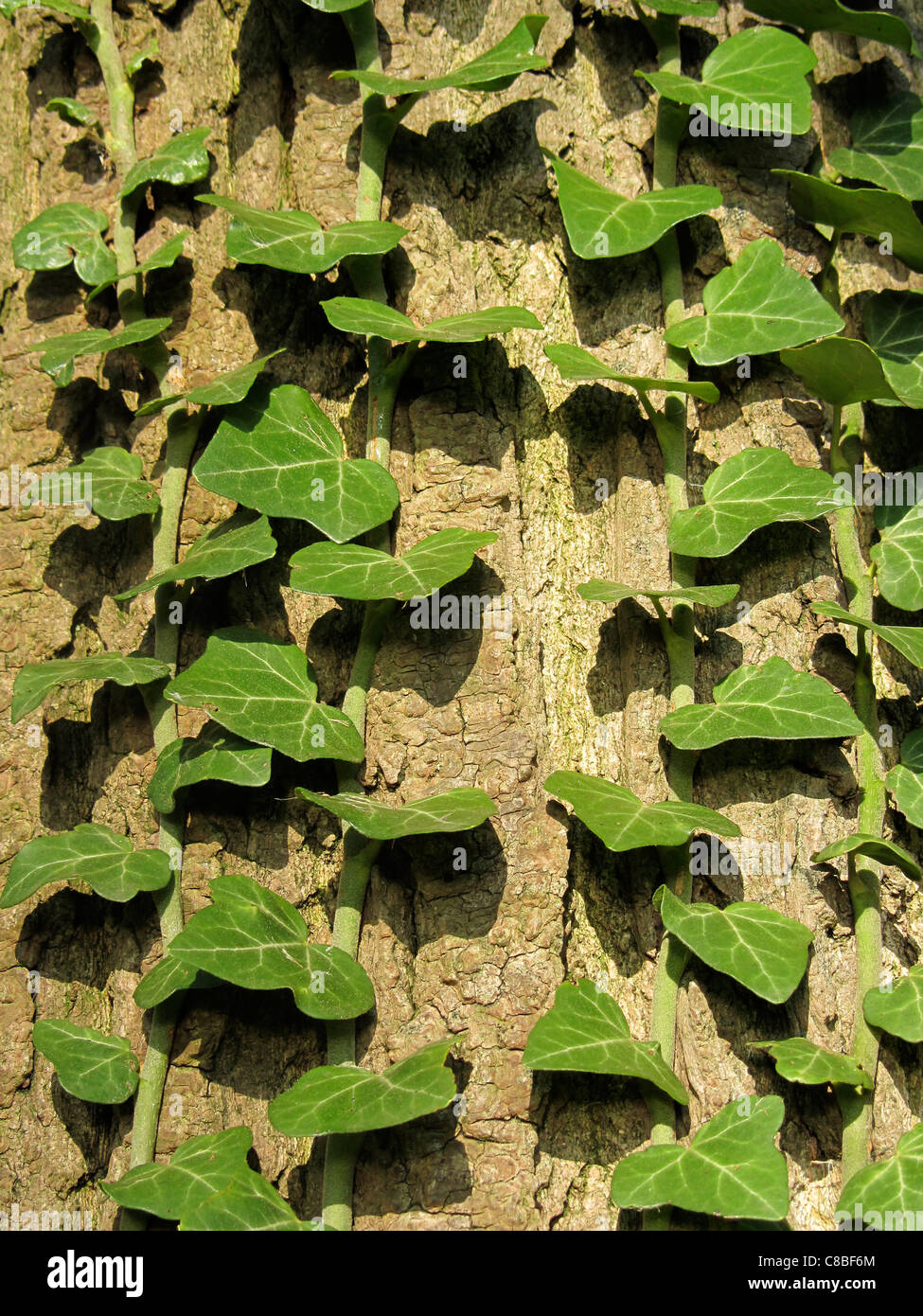 Leaves of Ivy (Hedera helix) growing along a tree, Alblasserdam, Holland Stock Photo