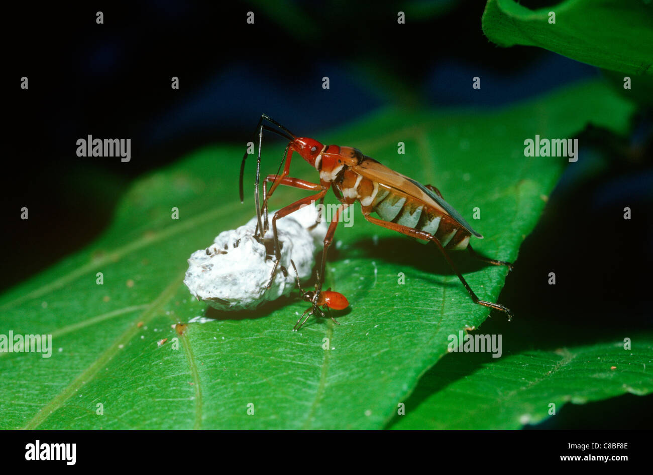 Cotton Stainer bug (Dysdercus mimus: Pyrrhocoridae) warningly coloured feeding on a bird dropping, rainforest Costa Rica Stock Photo