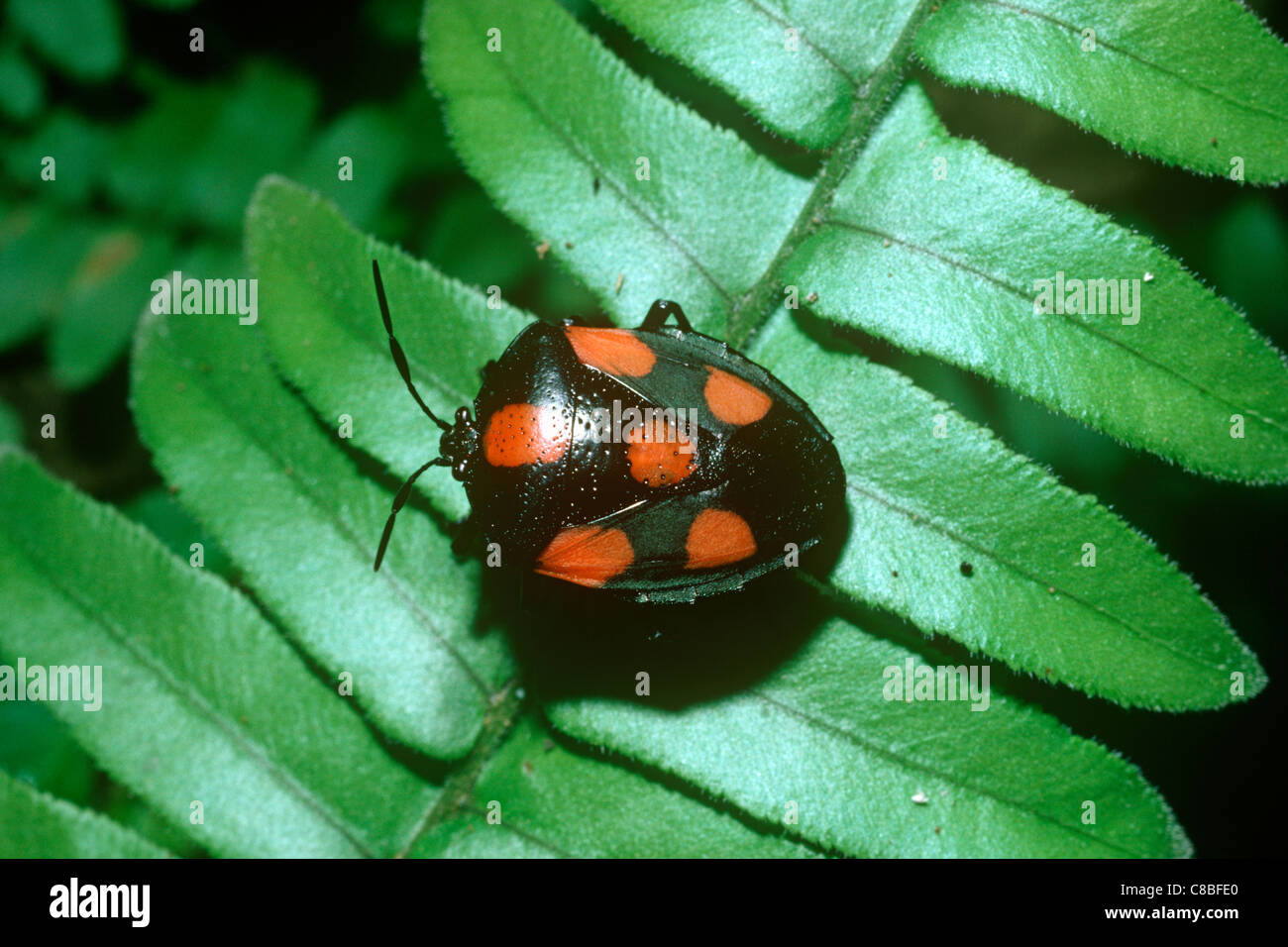 Red-spotted Shield or stink bug (Brachystethus rubromaculatus:  Pentatomidae), warningly coloured in rainforest, Costa Rica Stock Photo -  Alamy