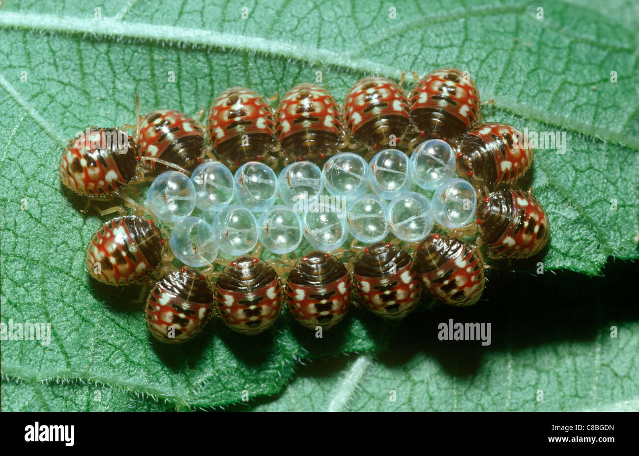 Shield or stink bugs (Edessa sp.: Pentatomidae) newly hatched nymphs around their eggshells, in tropical dry forest, Costa Rica Stock Photo