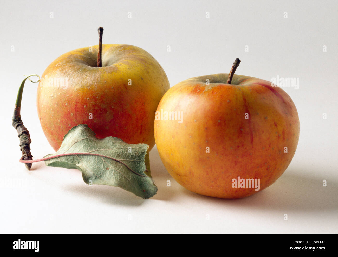 Reine de Reinette apples Stock Photo - Alamy