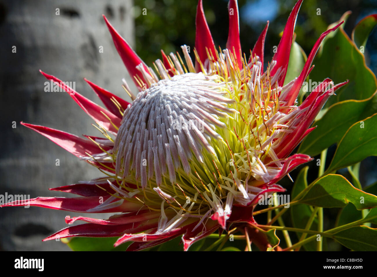 King protea flower hi-res stock photography and images - Alamy