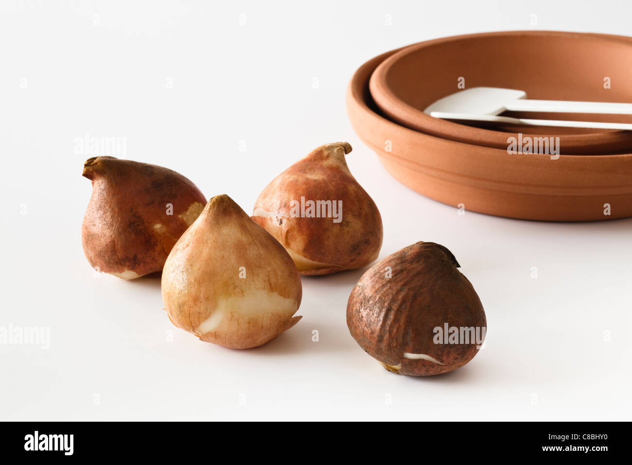 Four tulip bulbs and two clay saucers Stock Photo