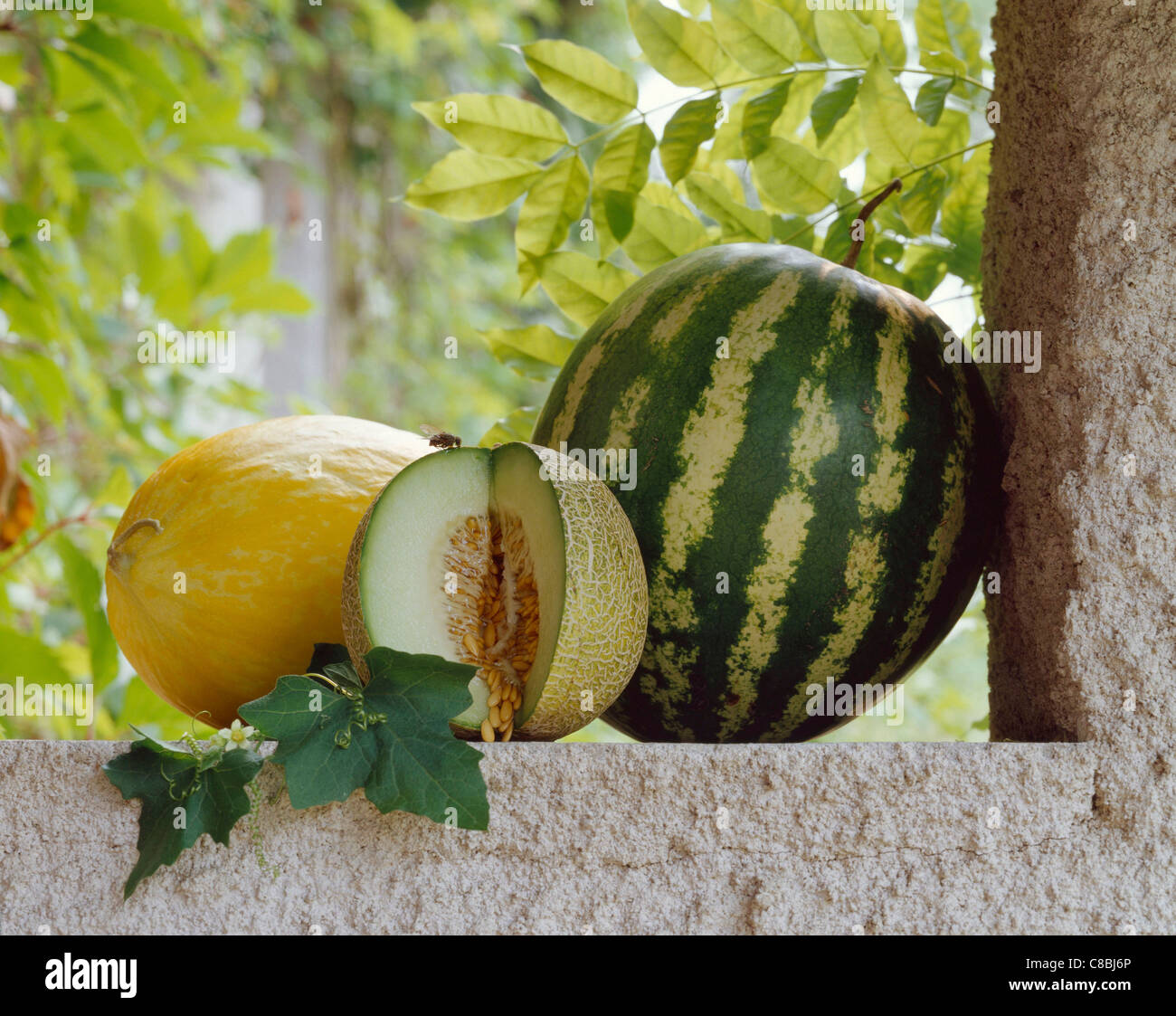 Tree Melons High Resolution Stock Photography and Images Alamy