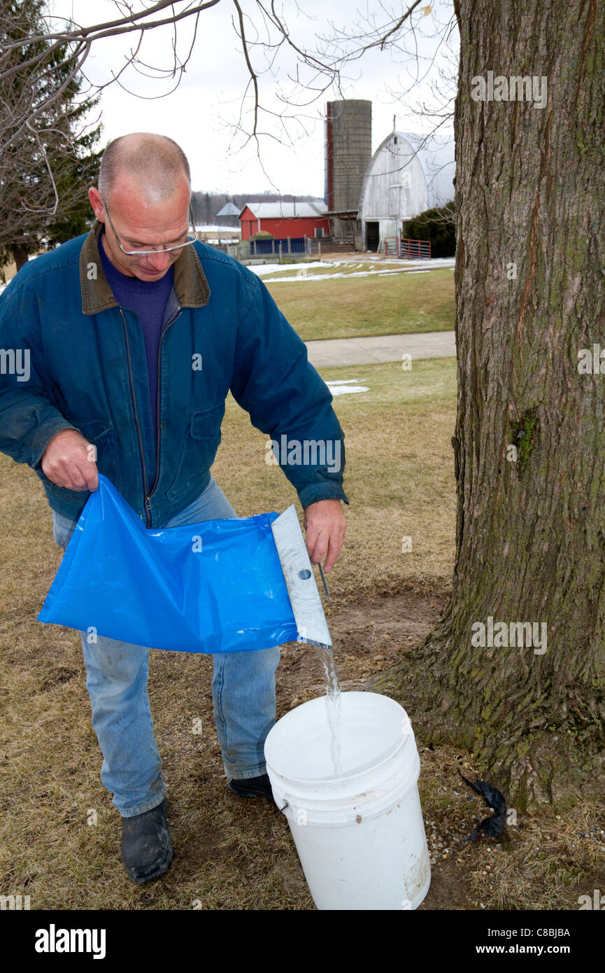 Worker pouring collected maple sap into a bucket for processing at Lake Odessa, Michigan, USA. Stock Photo
