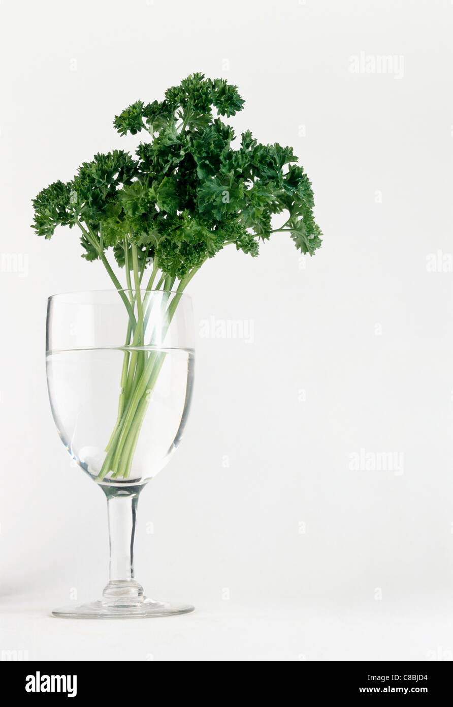 sprig of curly parsley Stock Photo Alamy