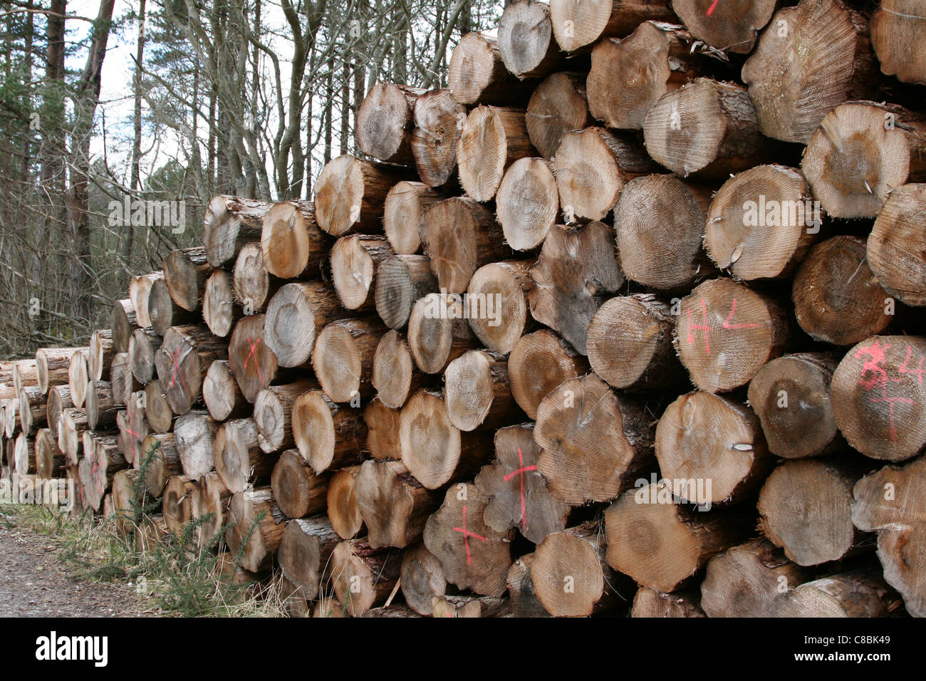Forest Wood stack, conservation of ancient  forest. Stock Photo