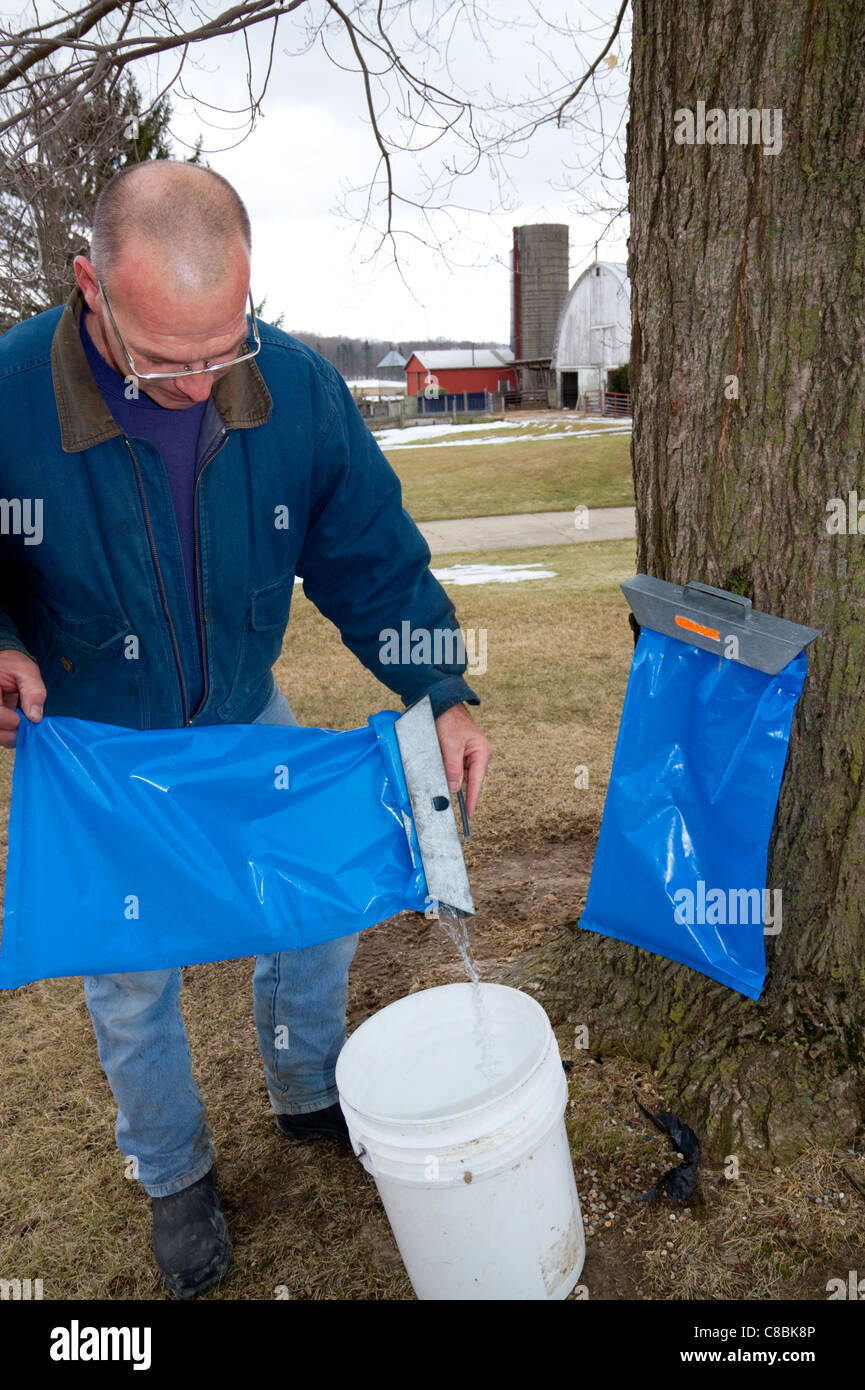 Pouring collected maple sap bucket hires stock photography and images