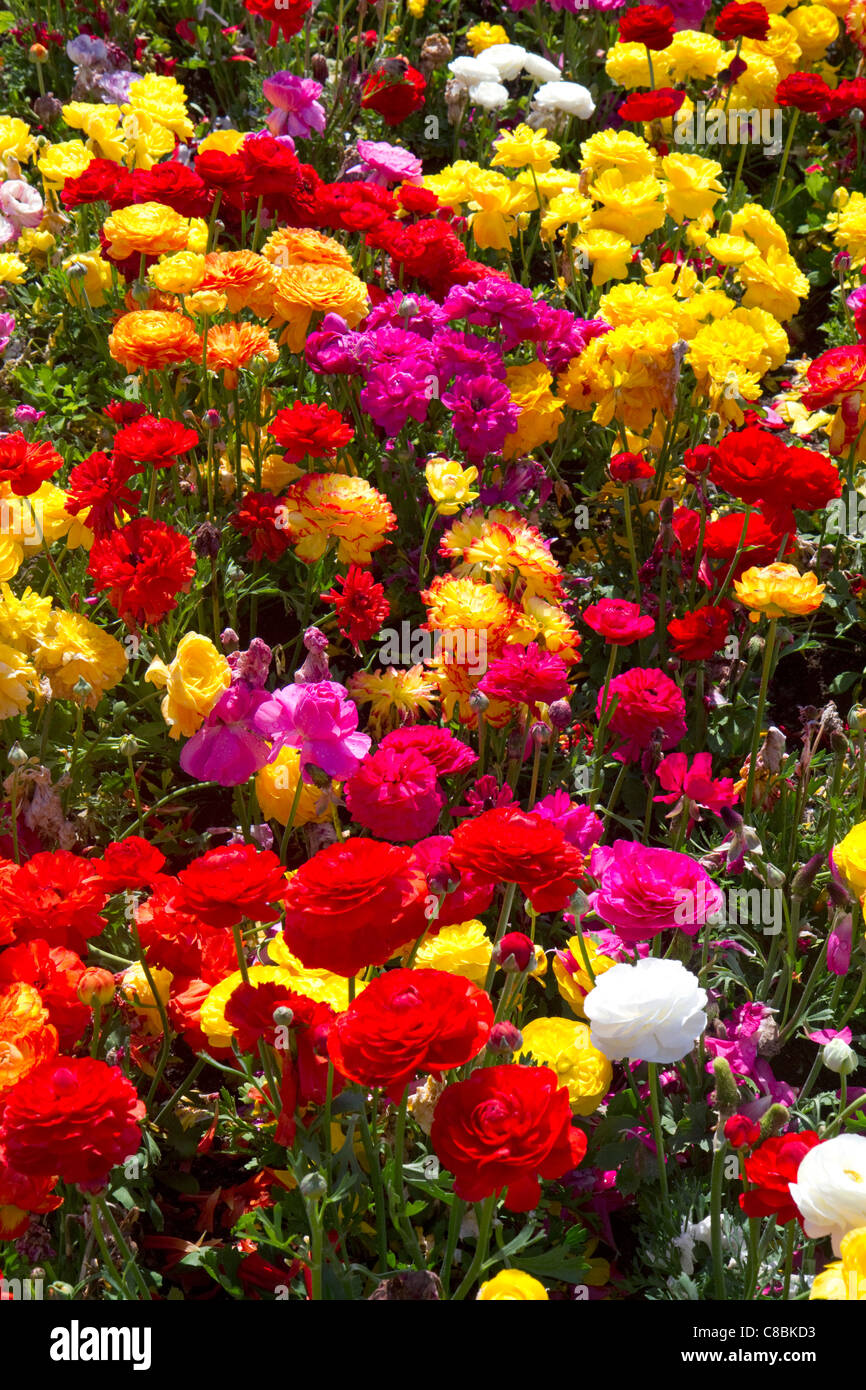 The Flower Fields at Carlsbad, California, USA. Stock Photo