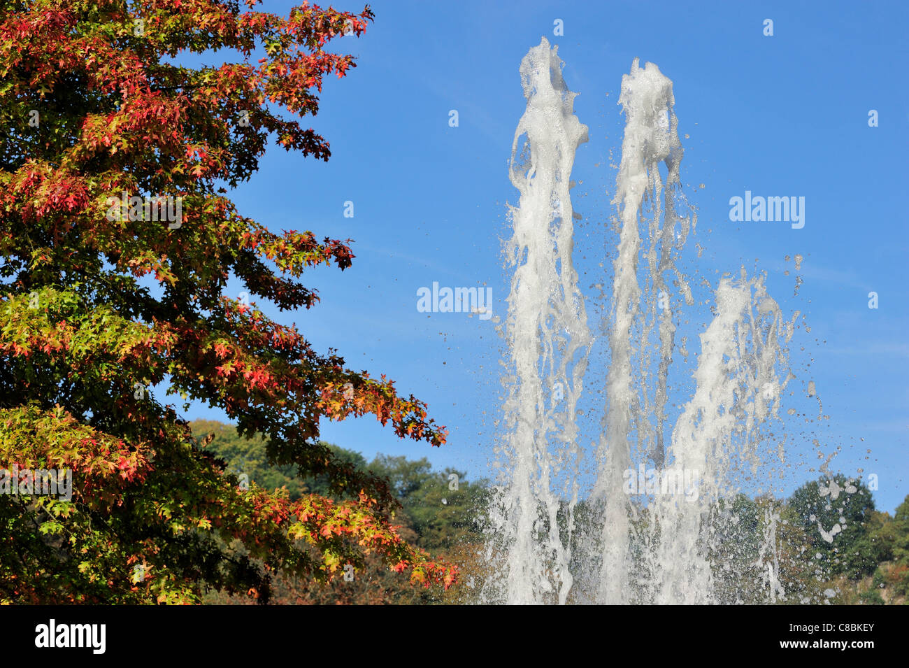 Fountain and Scarlet oak (Quercus coccinea), native to North America in autumn colours in park Stock Photo