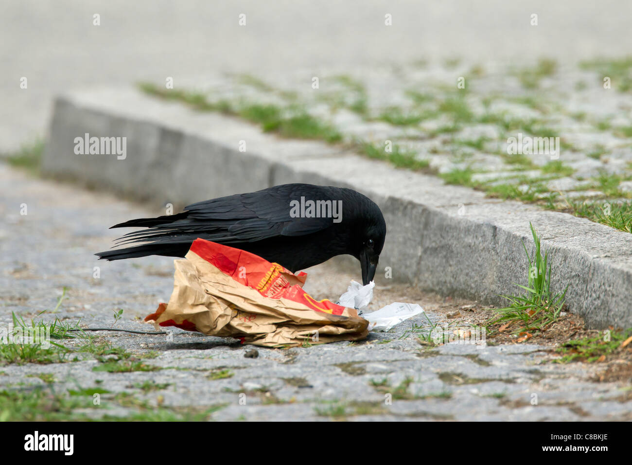 Carrion crow (Corvus corone) scavenging for food in garbage on street, Germany Stock Photo
