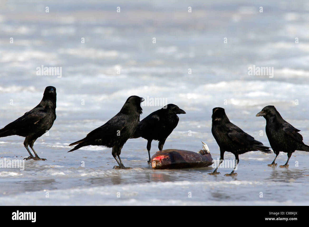 Flock of Carrion crows (Corvus corone) feeding on fish on frozen lake in winter, Germany Stock Photo