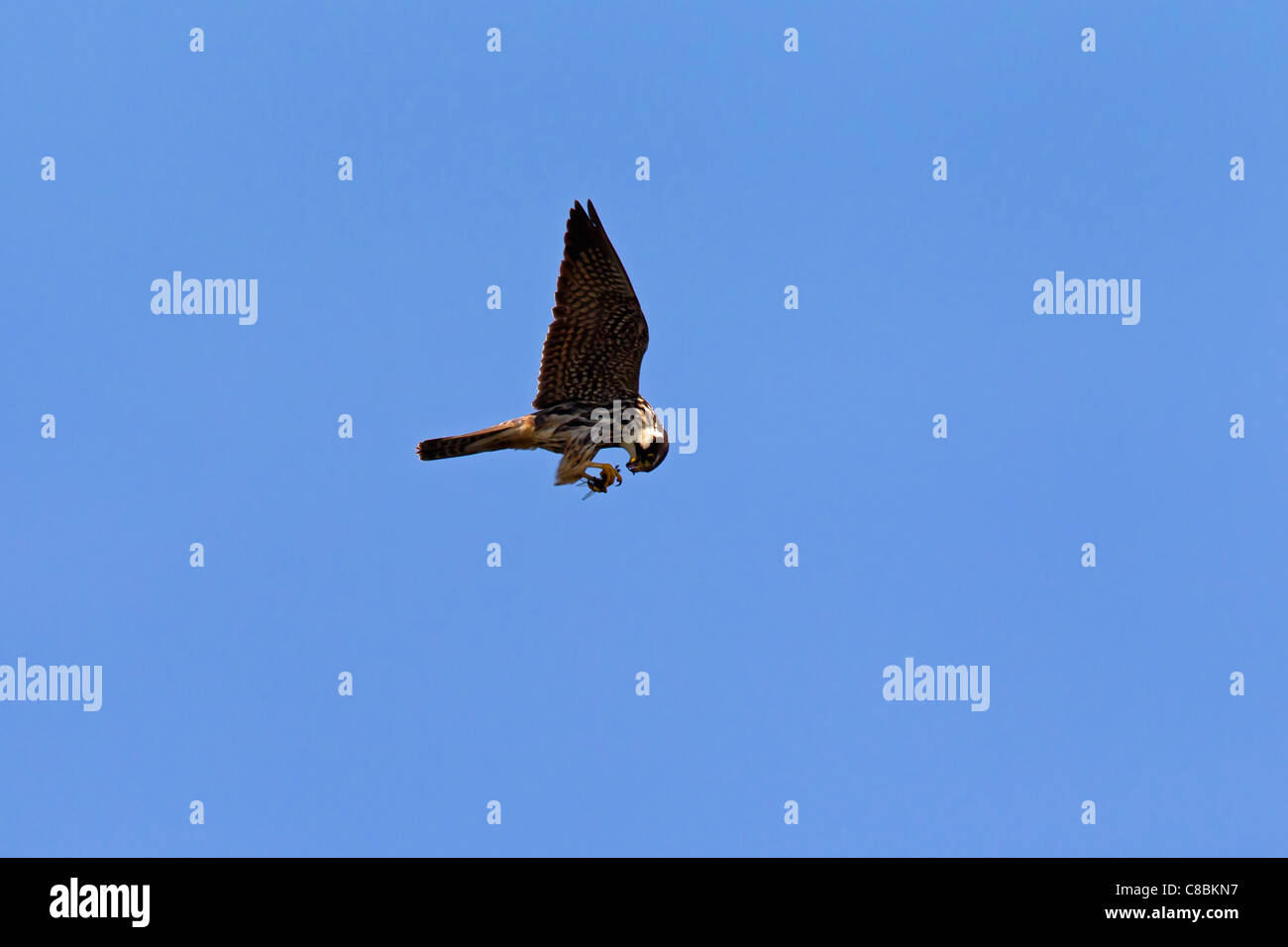 Eurasian Hobby (Falco subbuteo) in flight with caught dragonfly, Germany Stock Photo