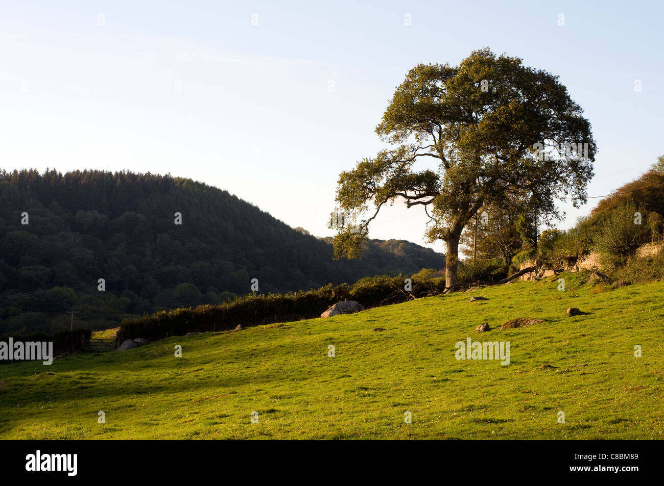 Lustleigh Cleave,Oak britain, british, clouds, country, dart, dartmoor, devon, england, grass,Dartmoor National Park, Stock Photo