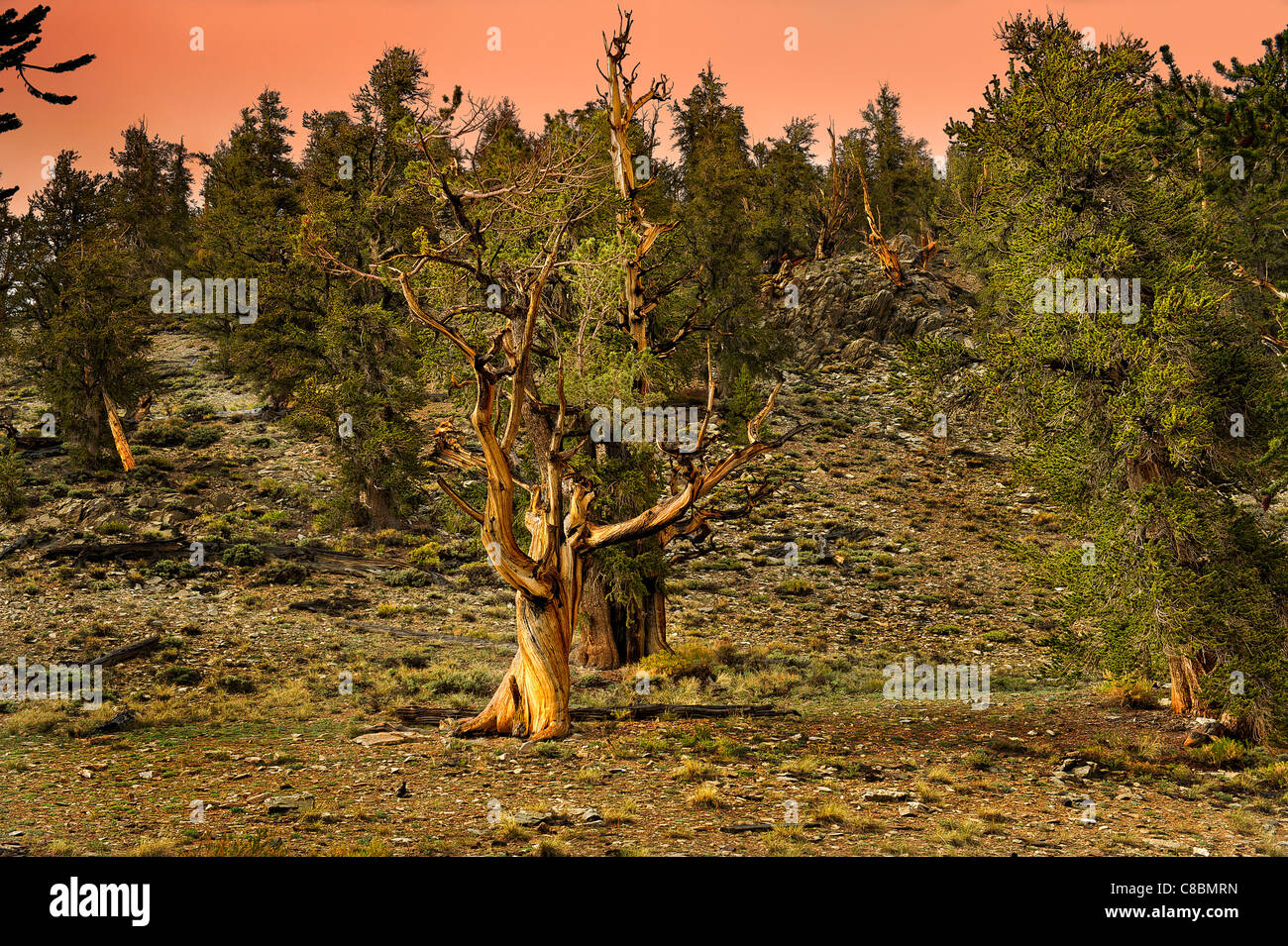 Stands of Bristlecone Pines, Pinus aristata var. longaeva in their natural habitat; Eastern California, U.S.A. Stock Photo
