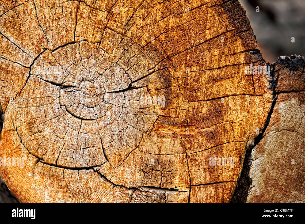 Annual rings on cross-section of trunk of Bristlecone Pine, Pinus aristata var. longaeva; Eastern California, U.S.A. Stock Photo