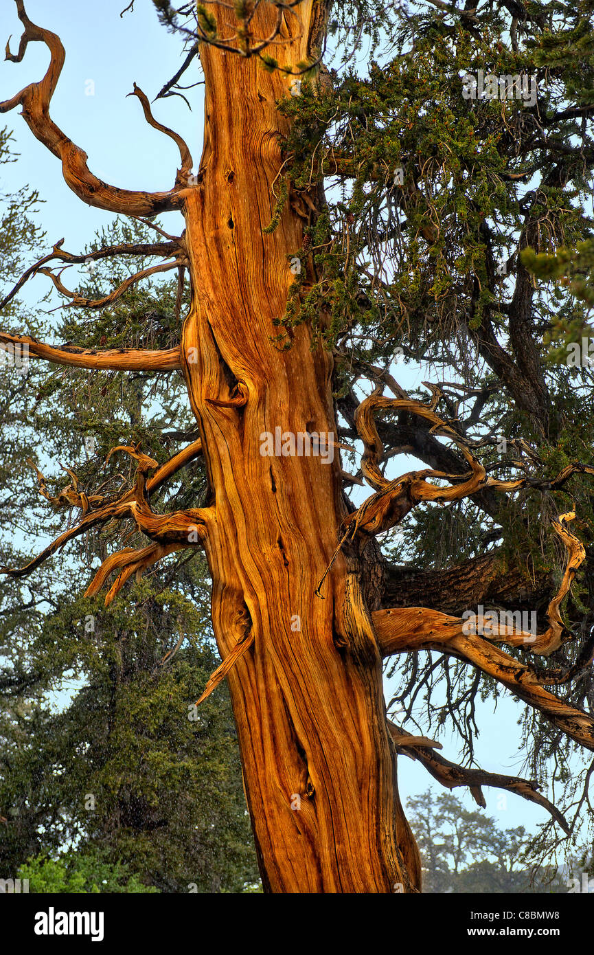 Bristlecone Pine, Pinus aristata var. longaeva, under rain; Eastern California, U.S.A. Stock Photo