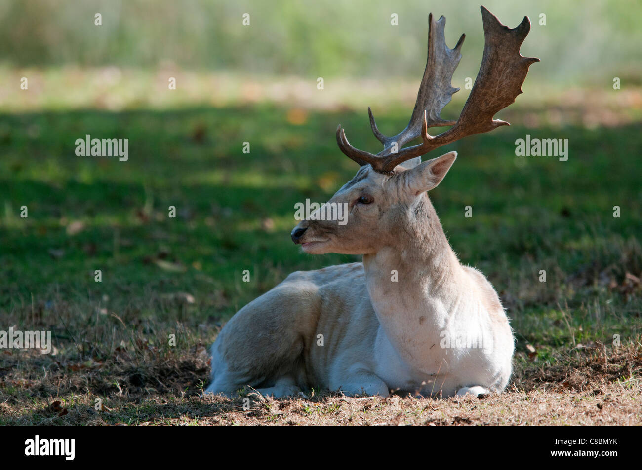 Male Fallow Deer (buck) in parkland, England, UK Stock Photo