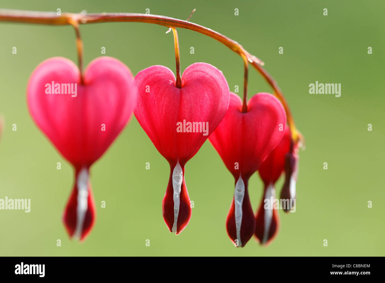 Small branch of dicentra with flowers in a shape of heart. Small depth