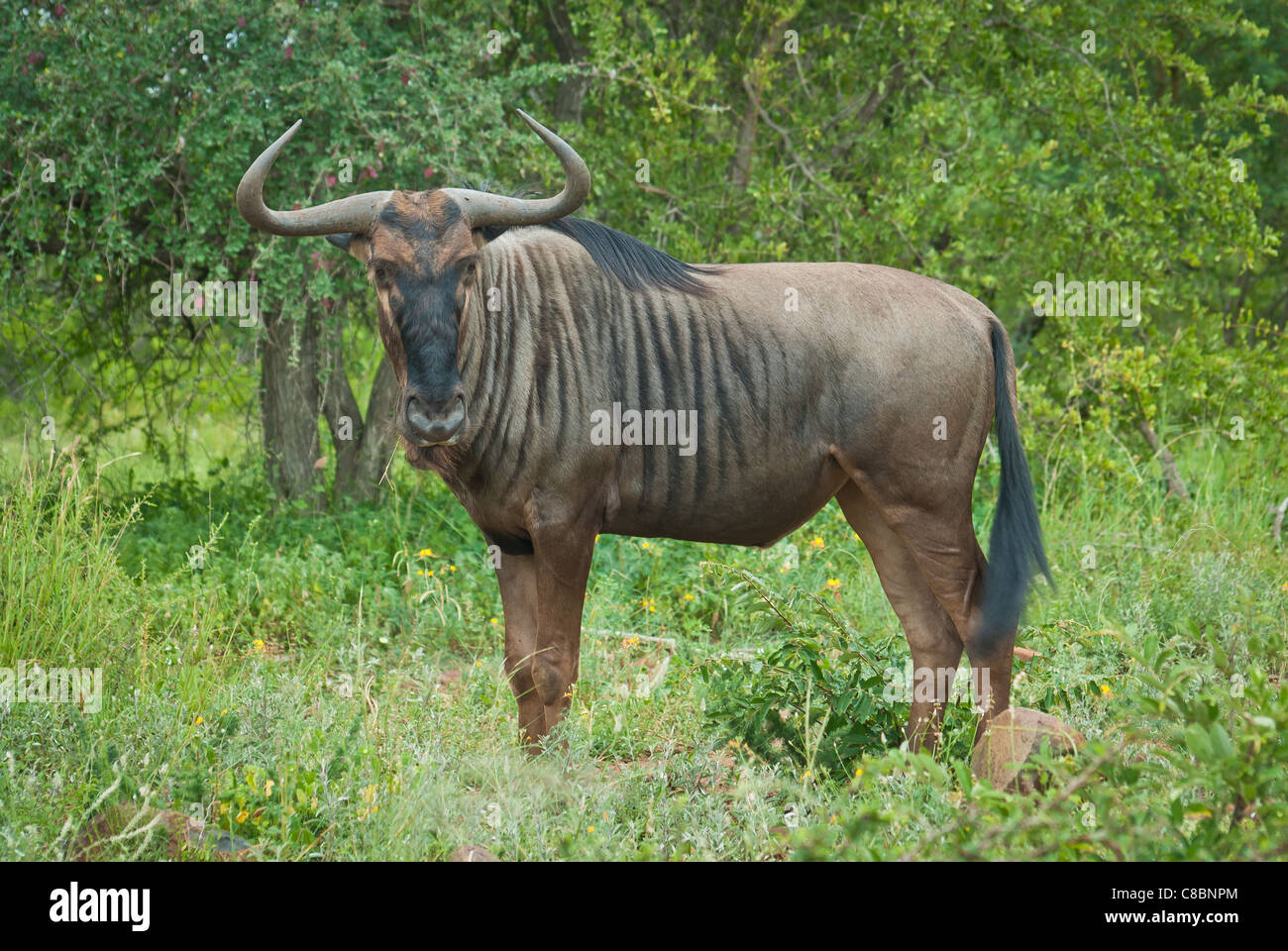 Blue Wildebeest in Kruger National Park South Africa. Stock Photo