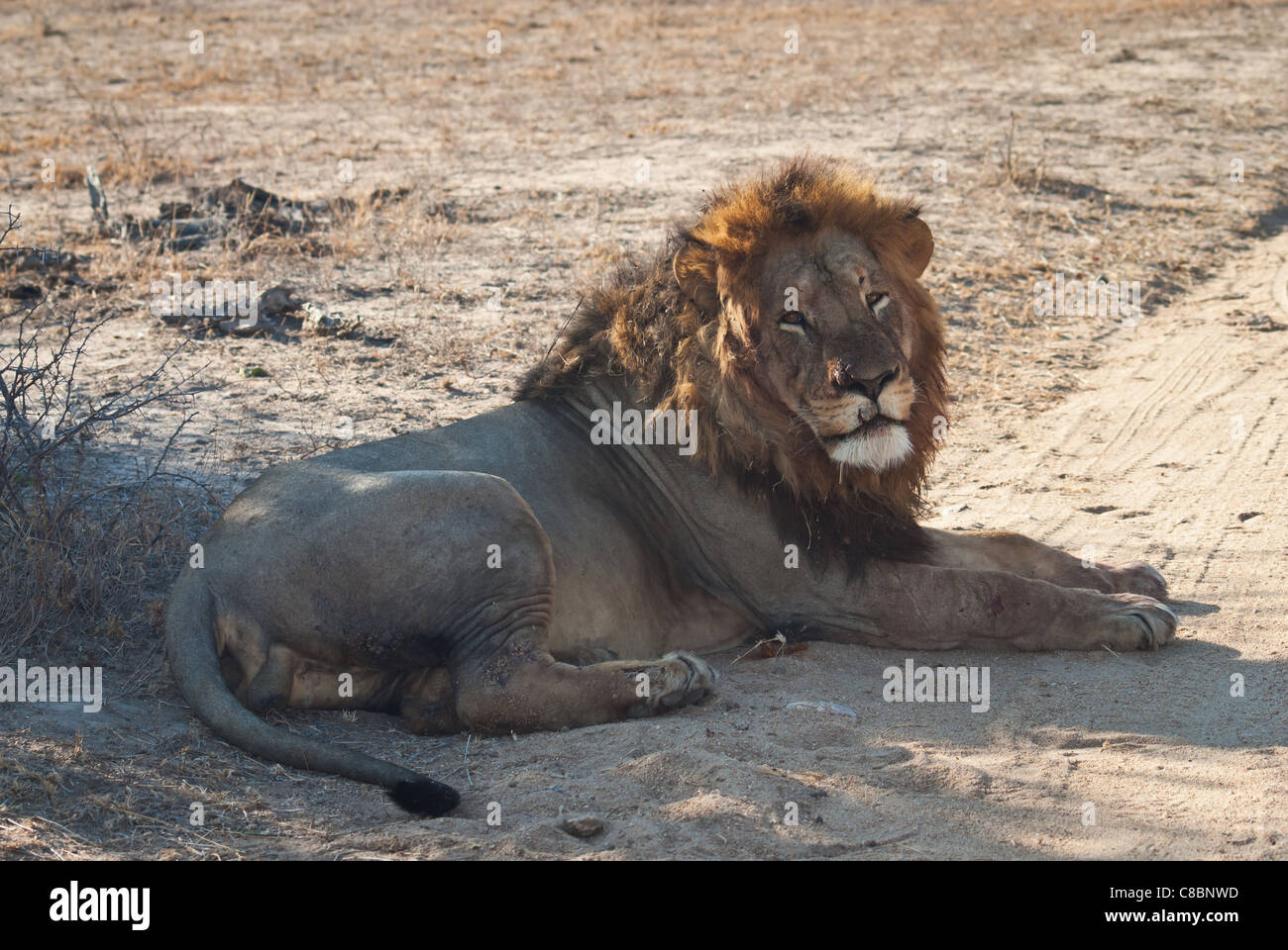 Southwest african lion hi-res stock photography and images - Alamy