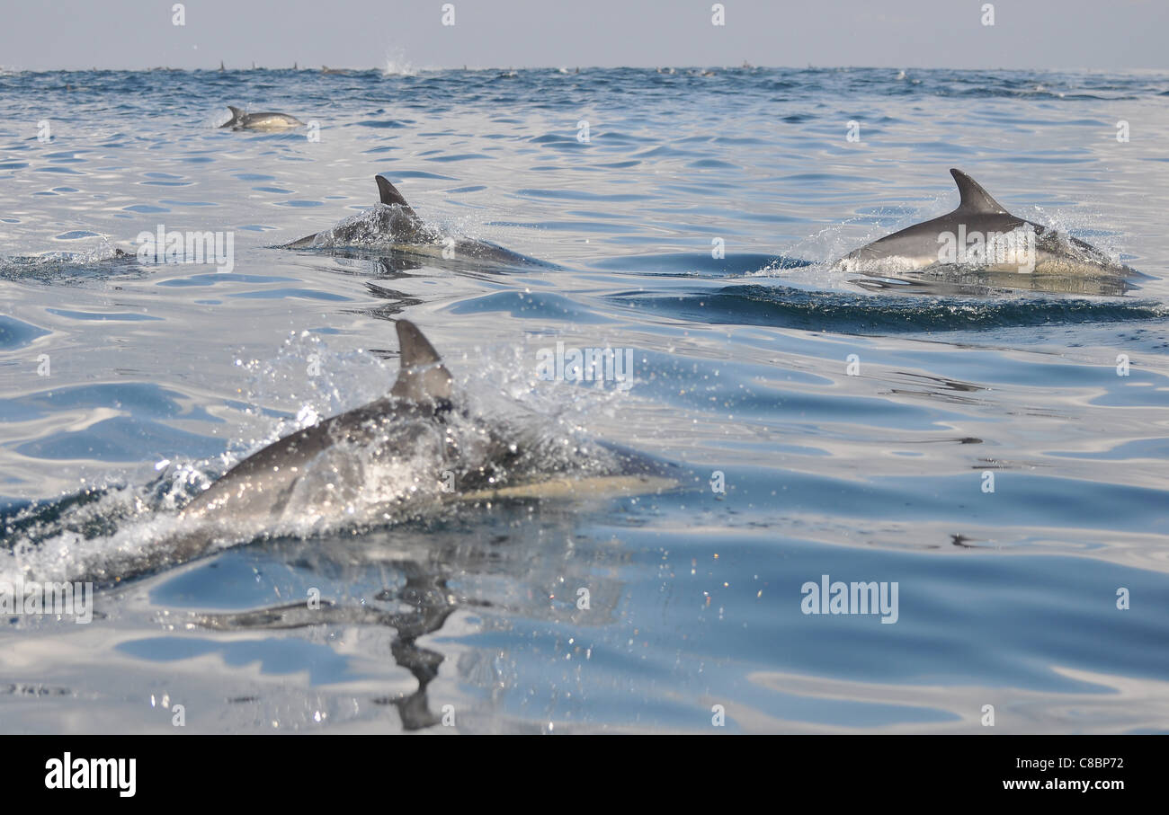 Dolphin leaping Stock Photo