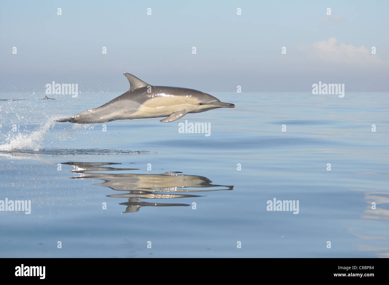 Dolphin leaping Stock Photo