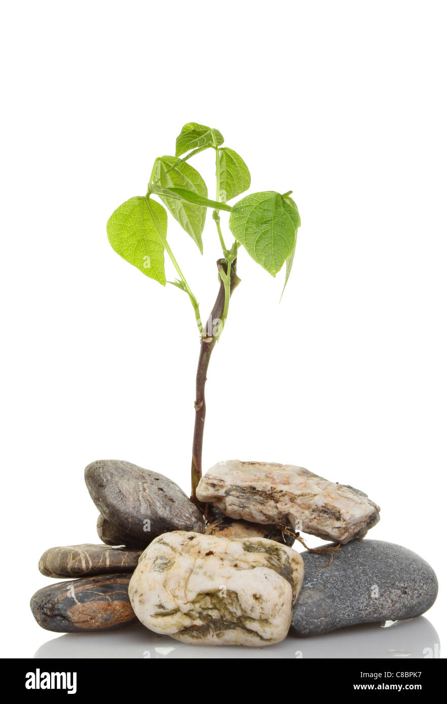 Plant growing out rock hires stock photography and images Alamy