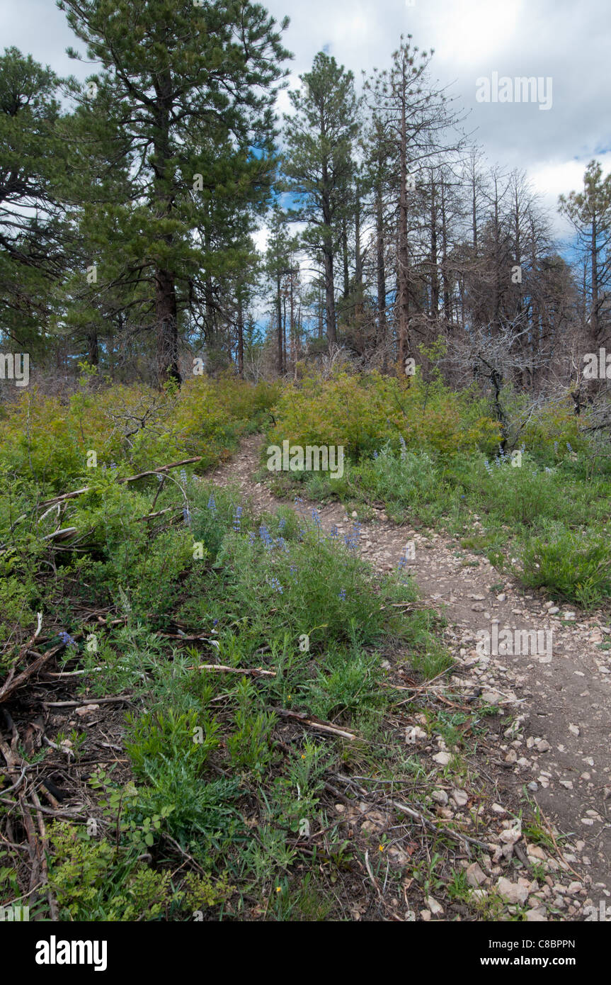 North rim grand canyon forest hi-res stock photography and images - Alamy