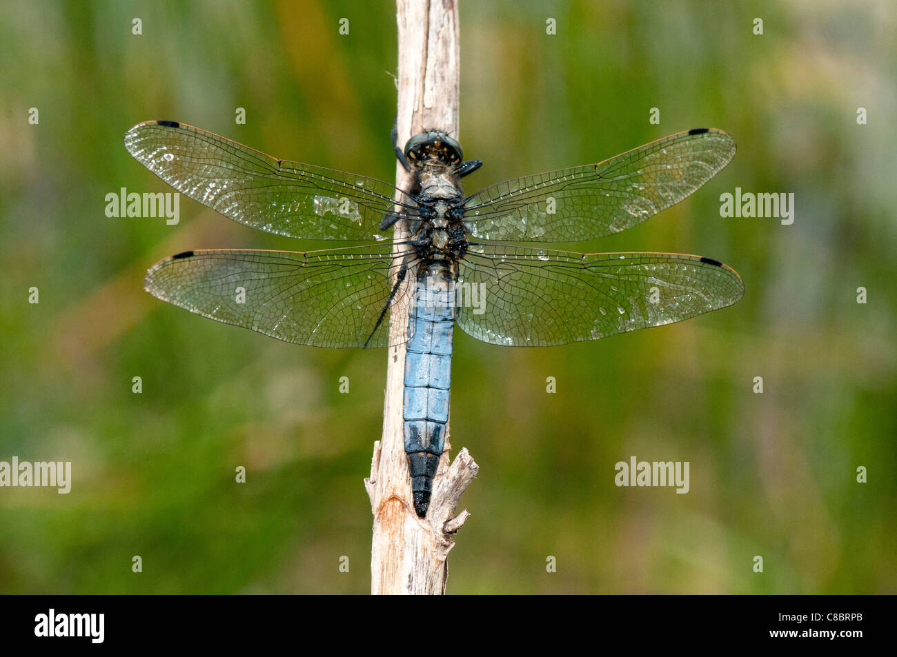 black tailed skimmer dragonfly resting on twig Stock Photo - Alamy