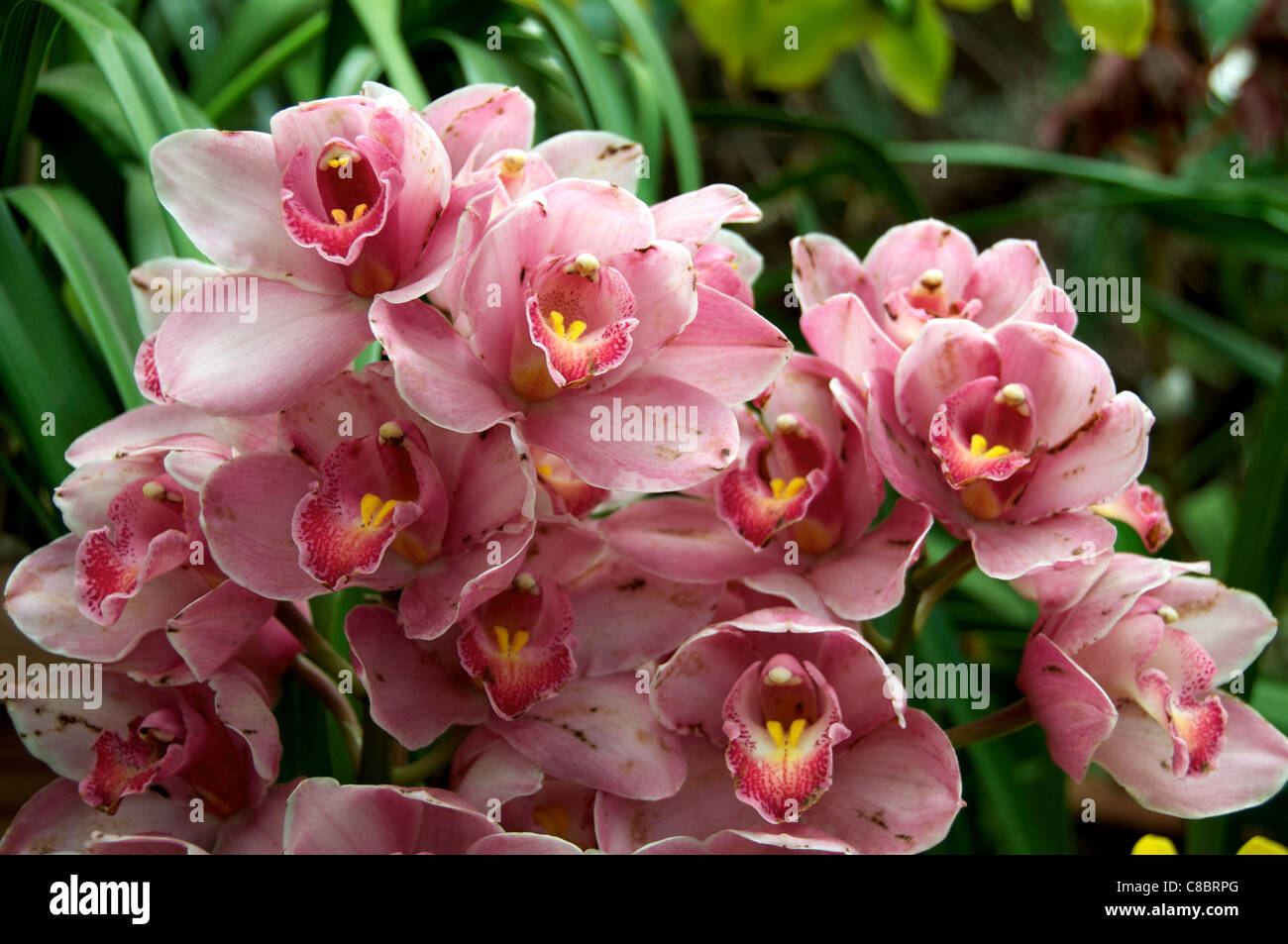 Pink Lady Orchid Botanical Gardens Gangtok Sikkim India Stock Photo