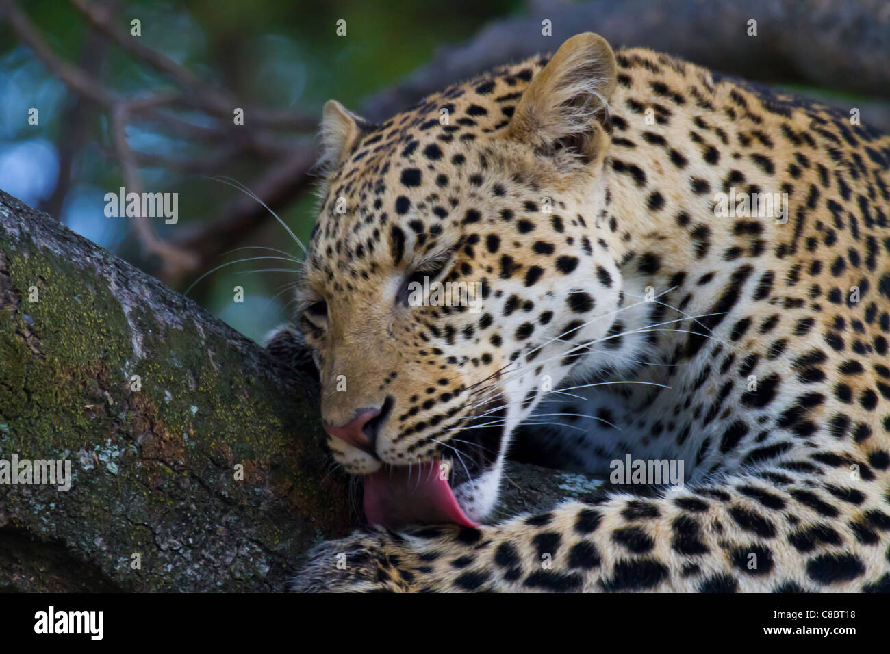 Leopard in the tree in the Okavango Delta, Botswana Stock Photo - Alamy