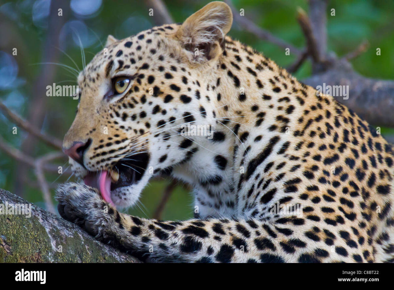 Leopard in the tree in the Okavango Delta, Botswana Stock Photo - Alamy