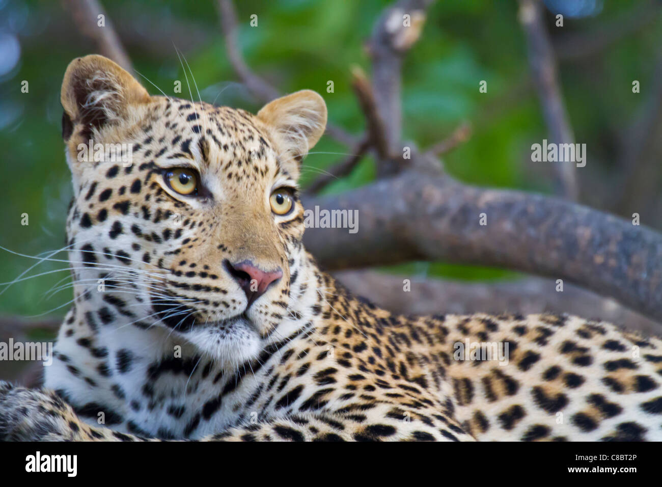 Leopard in the tree in the Okavango Delta, Botswana Stock Photo - Alamy