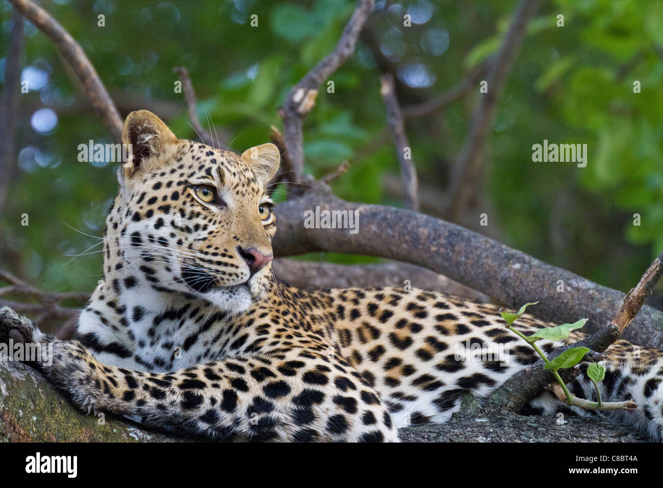 Leopard in the tree in the Okavango Delta, Botswana Stock Photo - Alamy