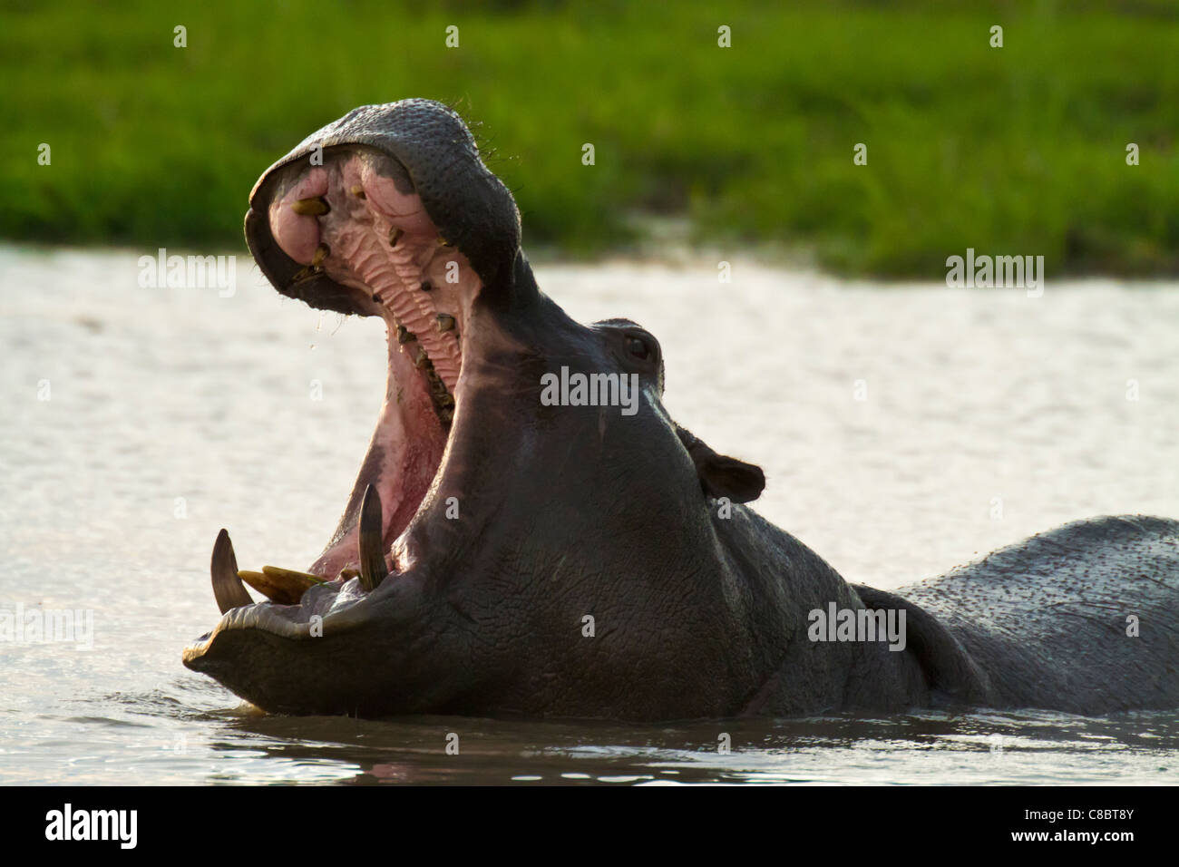 Yawning Hippo in the Okavango Delta, Botswana Stock Photo
