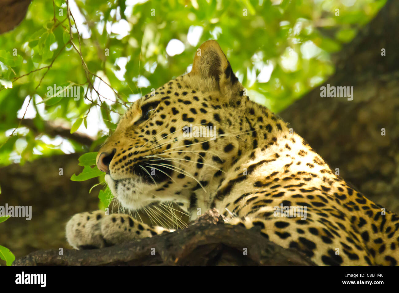 Spotted leopard tree hi-res stock photography and images - Alamy