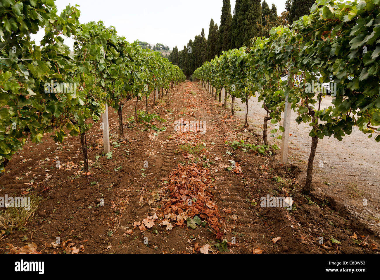 rows of vines in  a field ready for harvesting the wine grapes in Frascati, Italy Stock Photo