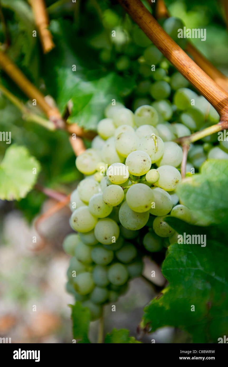 Bunch of white wine grapes captured in Burgundy Stock Photo Alamy
