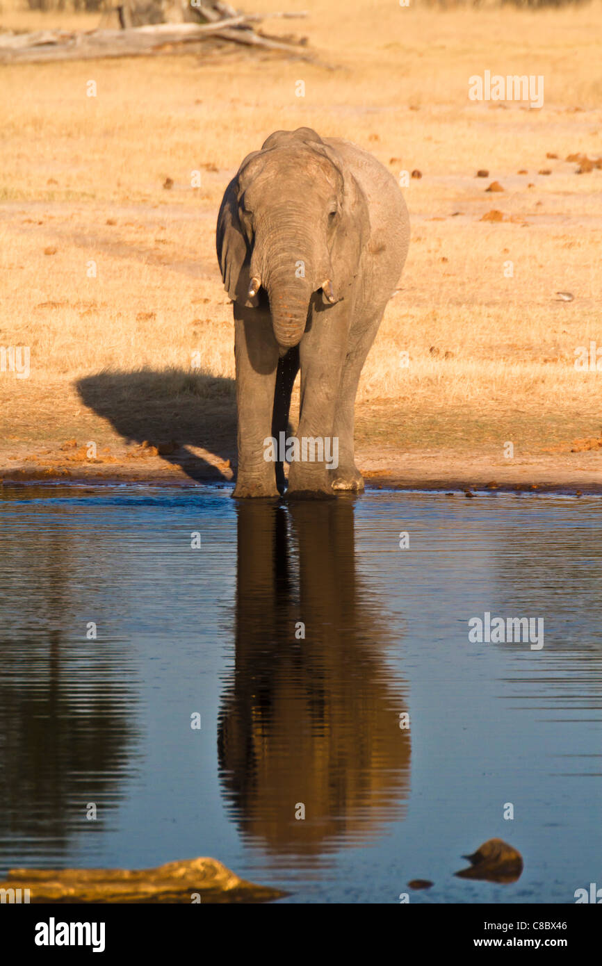 Elephant drinking, Hwange National Park, zimbabwe Stock Photo