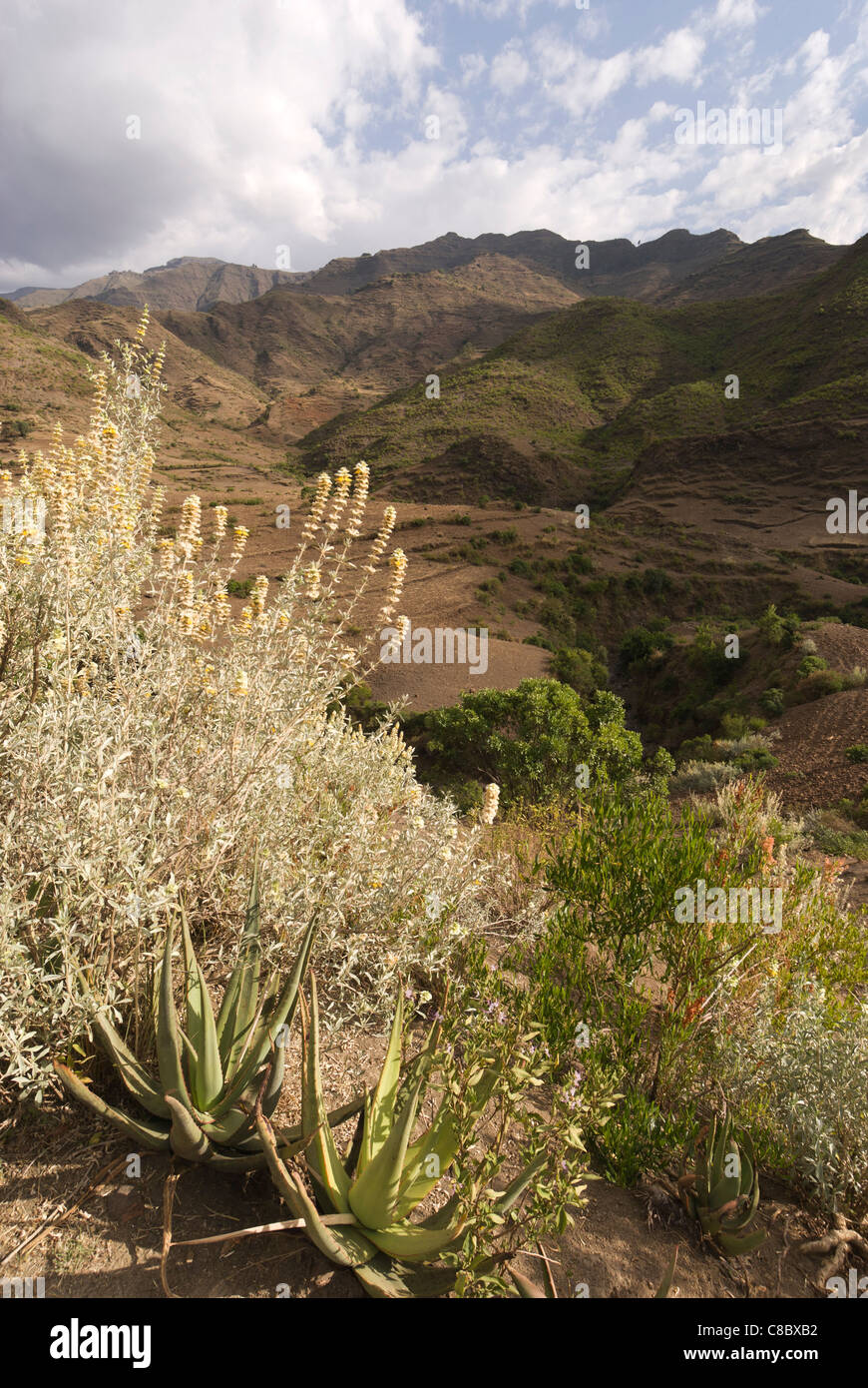 Scrub vegetation hires stock photography and images Alamy