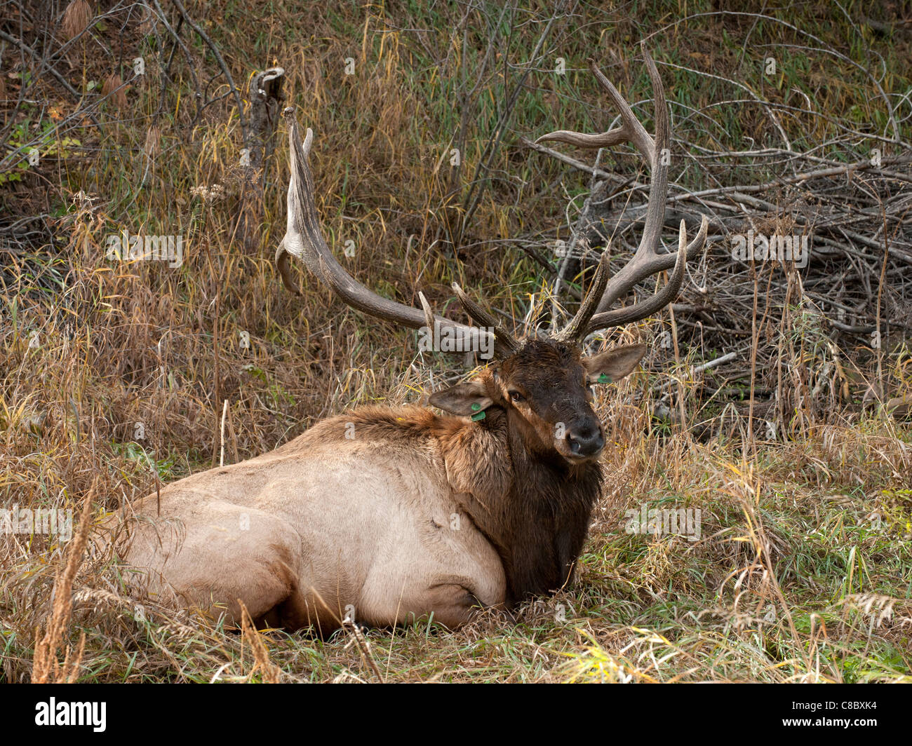 Rocky Mountain elk bull Stock Photo
